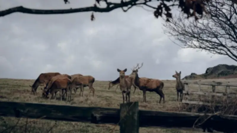 40 Rusa Timor Dilepasliarkan di Taman Nasional Baluran untuk Pulihkan Ekosistem Savana