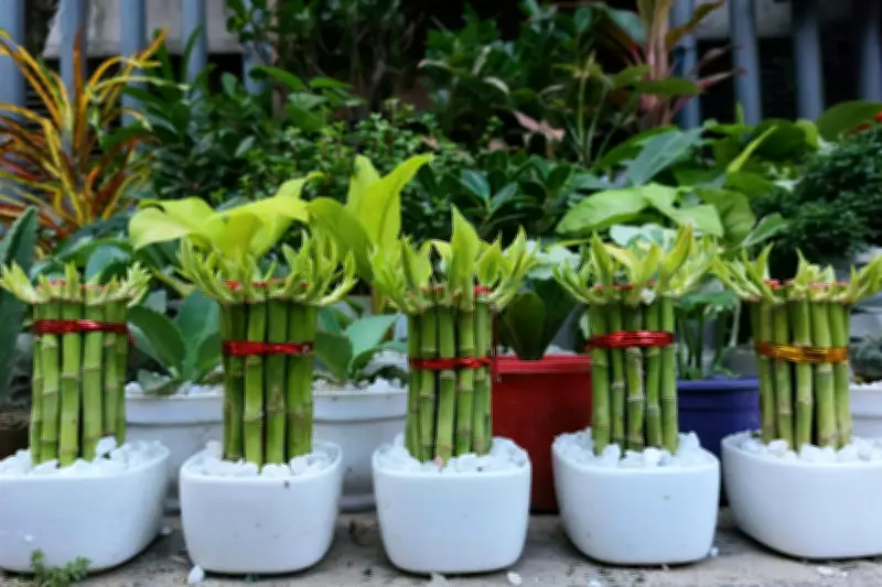 5 Tanaman Hias Pembawa Keberuntungan Menurut Feng Shui dan Tips Perawatannya