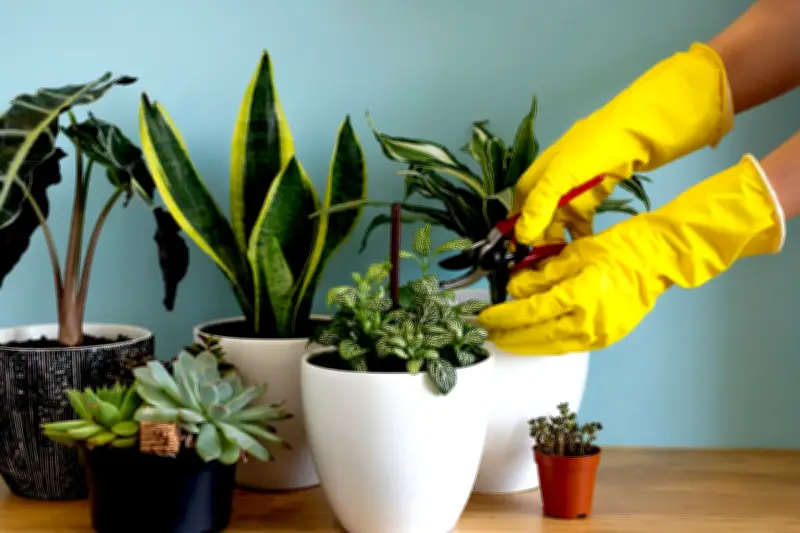 6 Tips Praktis Merawat Tanaman Hias untuk Orang Sibuk yang Sering Lupa