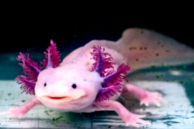 7 Hewan dengan Kemampuan Luar Biasa yang Belum Terpecahkan Sains