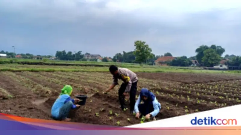 Aiptu Suwendi, Bhabinkamtibmas Penggerak Kemandirian Pangan di Cirebon