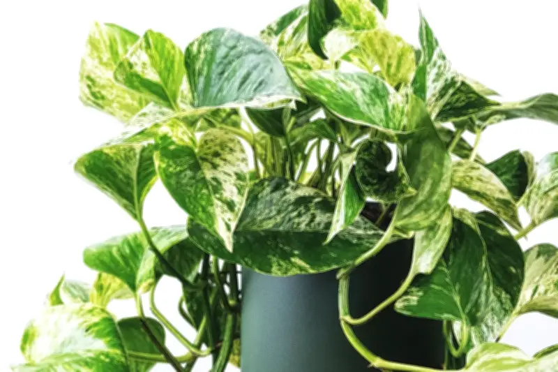 Ampas Kopi Sebagai Pupuk Alami untuk Sirih Gading, Tanaman Lebat Tanpa Kimia