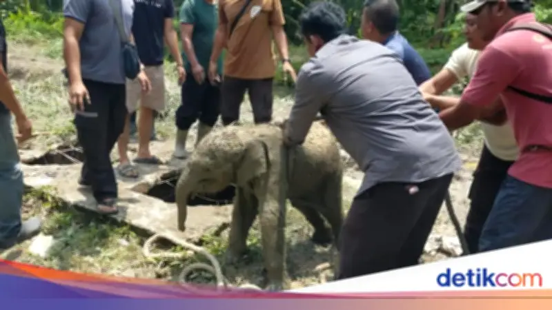 Anak Gajah Terperosok Septic Tank di Siak, Kawanan Ngamuk Rusak Mess Karyawan