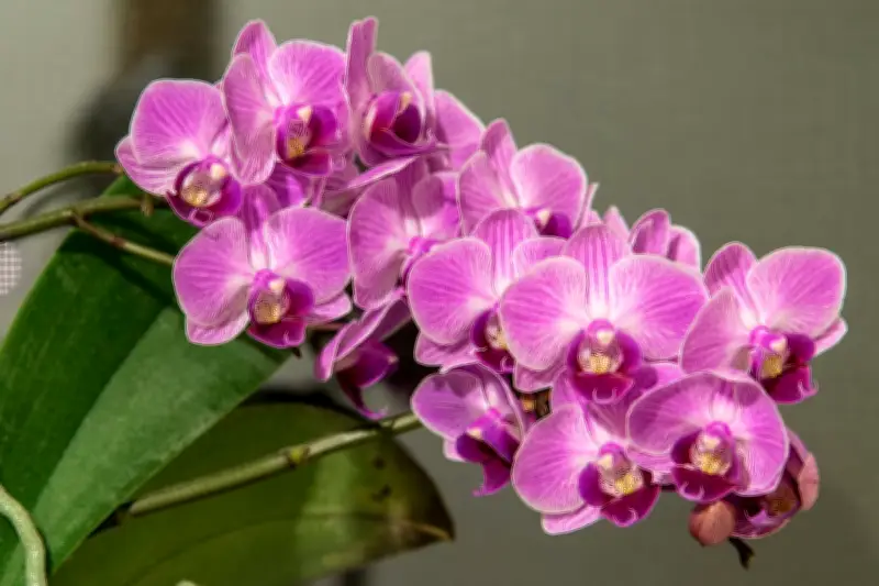 Anggrek Geser Mawar Sebagai Bunga Paling Diburu untuk Valentine 2026