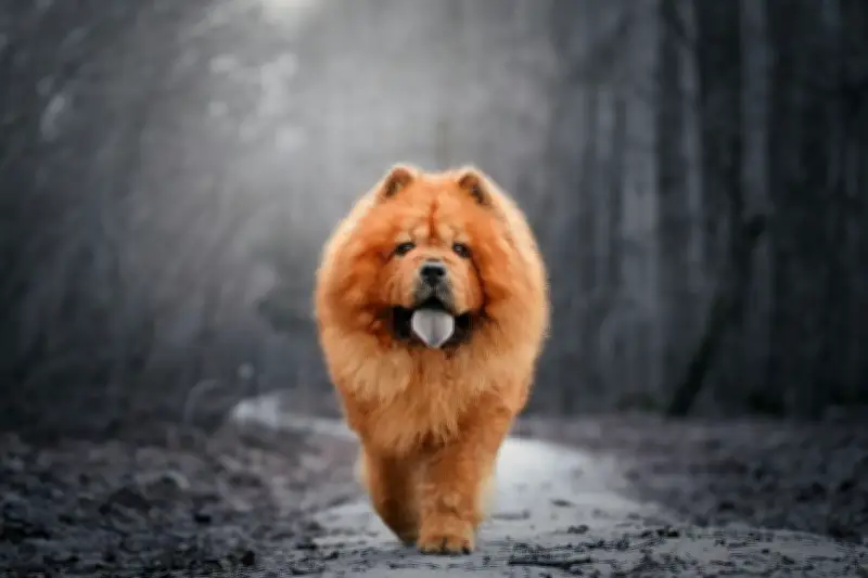 Anjing dalam Budaya Tiongkok: 7.000 Tahun Sebagai Penjaga hingga Pendamping Kerajaan