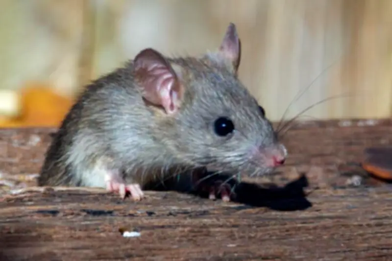 Bahaya Kotoran Tikus: Langkah Aman Membersihkan untuk Hindari Penyakit