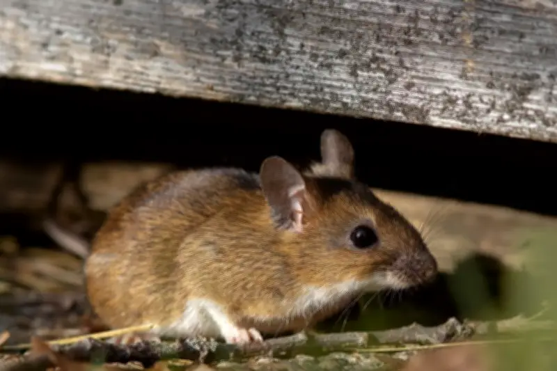 Bahaya Membersihkan Kotoran Tikus dengan Cara Disapu atau Disedot