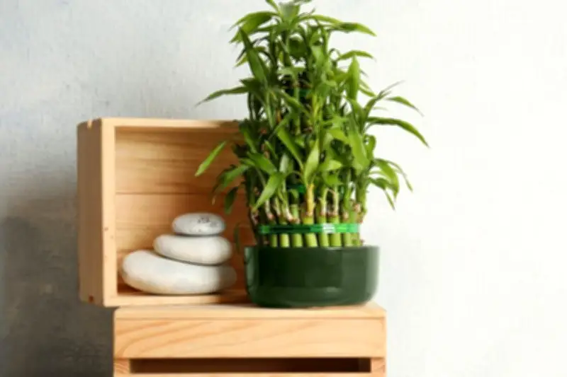 Bambu Keberuntungan: Makna Simbolis dan Penempatan Feng Shui untuk Rumah