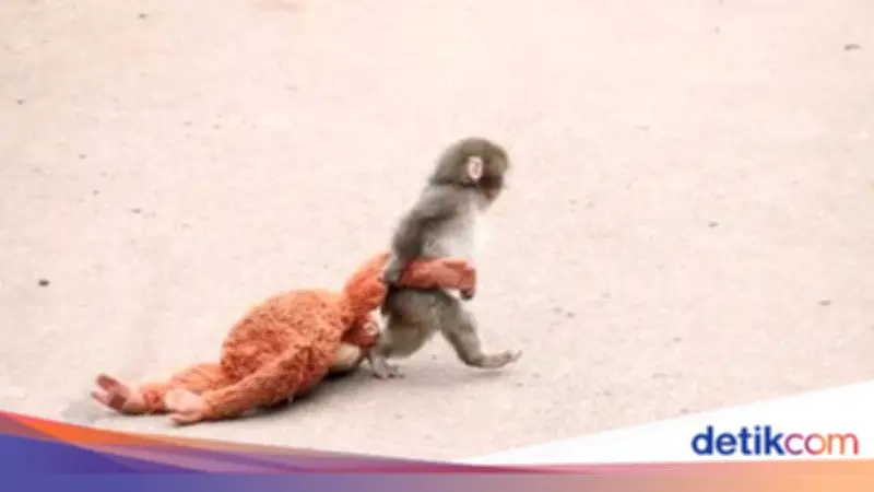 Bayi Monyet 'Punch' Pikat Dunia Usai Dicuekin Induk, Berbondong dengan Boneka Orangutan
