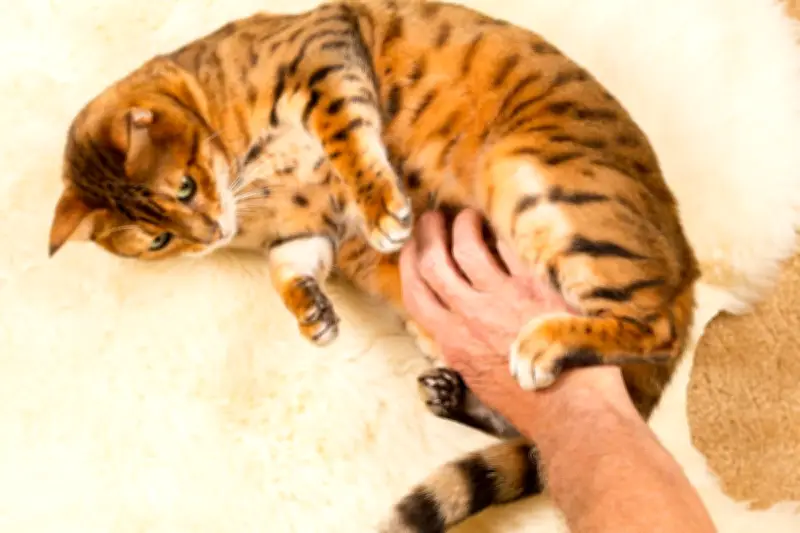 Belaian Kucing: Antara Penurun Stres dan Potensi Cakaran