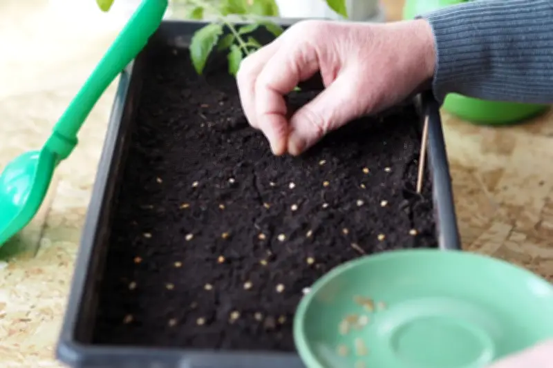Benih Lama Masih Bisa Tumbuh? Ini Penjelasan Ahli untuk Hindari Buang Waktu