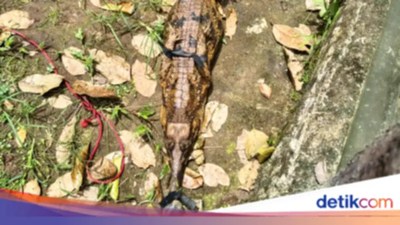 BKSDA Evakuasi Buaya Senyulong dan Kasuari dari Tempat Wisata Tutup di Serang