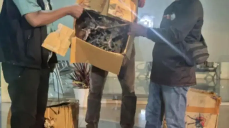 BKSDA Maluku Gagalkan Pengiriman Ilegal 35 Tumbuhan Sanigi di Ambon