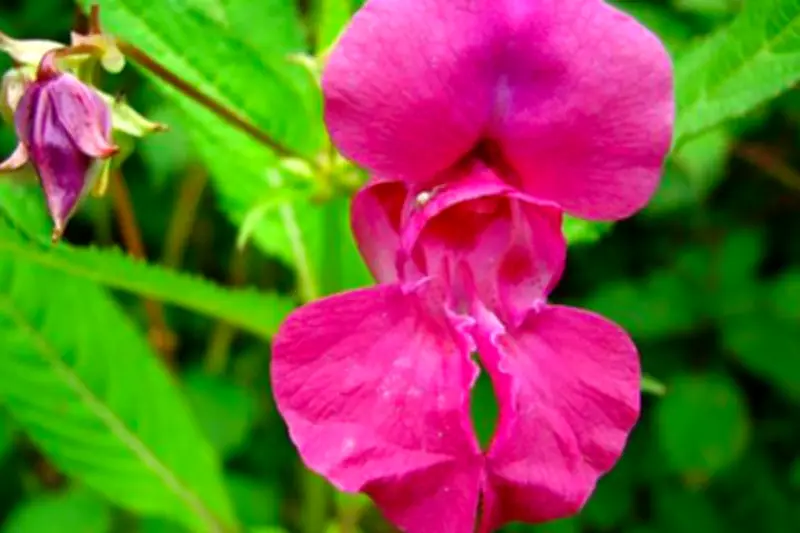 Bunga Pacar Air Siap Kembali Jadi Primadona Taman, Ini Alasannya