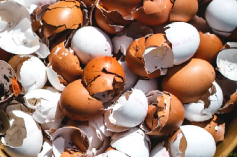 Cangkang Telur: Pupuk Alami Kaya Kalsium untuk Tanaman Tomat yang Lebat