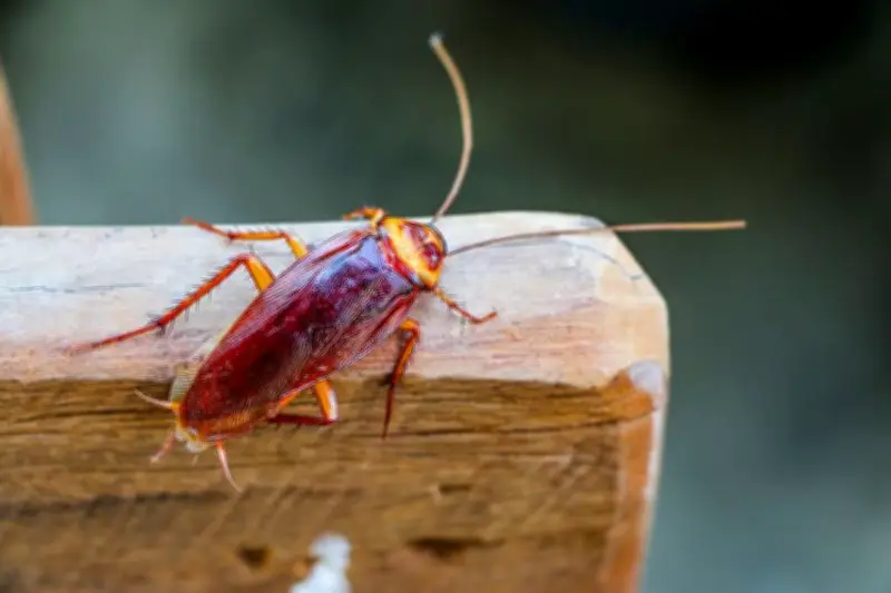 Cara Efektif Mencegah dan Membasmi Kecoak Masuk ke Rumah Anda