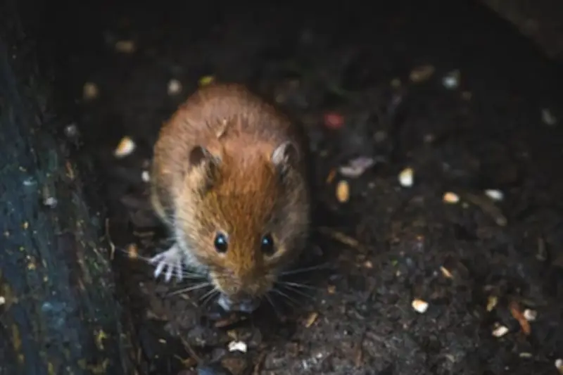 Cara Membedakan Kotoran Tikus, Cicak, dan Kadal di Rumah untuk Penanganan Tepat
