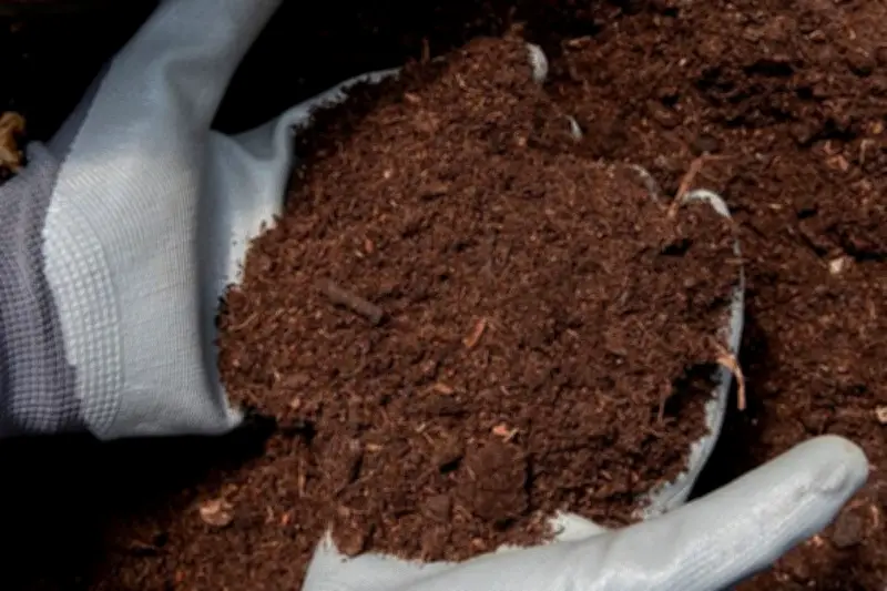 Ciri-Ciri Tanah Subur untuk Kebun: Kunci Sukses Menanam Tanaman