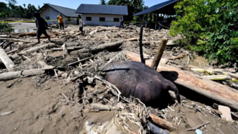 DAS Peusangan Aceh Berubah Pascabencana, Habitat Gajah Sumatera Terancam