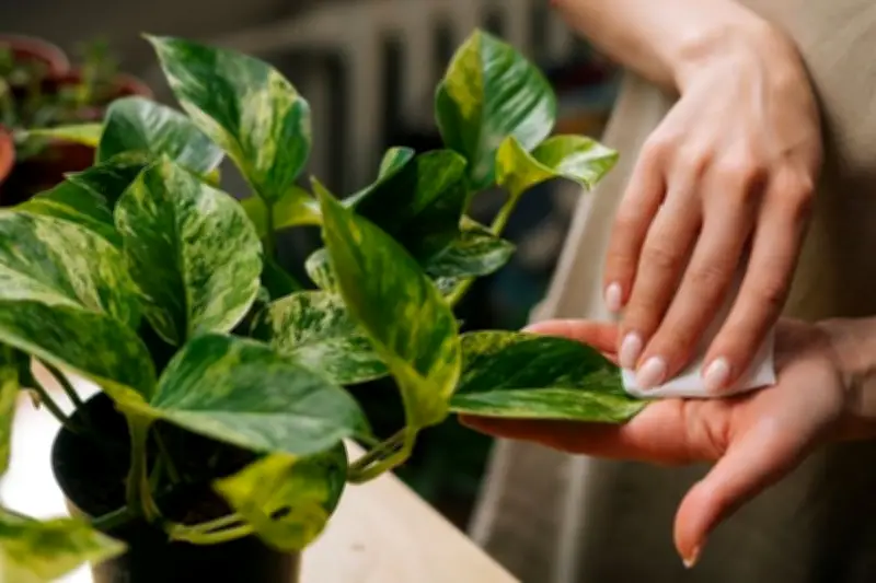 Debu di Daun Tanaman Hias Ganggu Fotosintesis, Begini Cara Mengatasinya