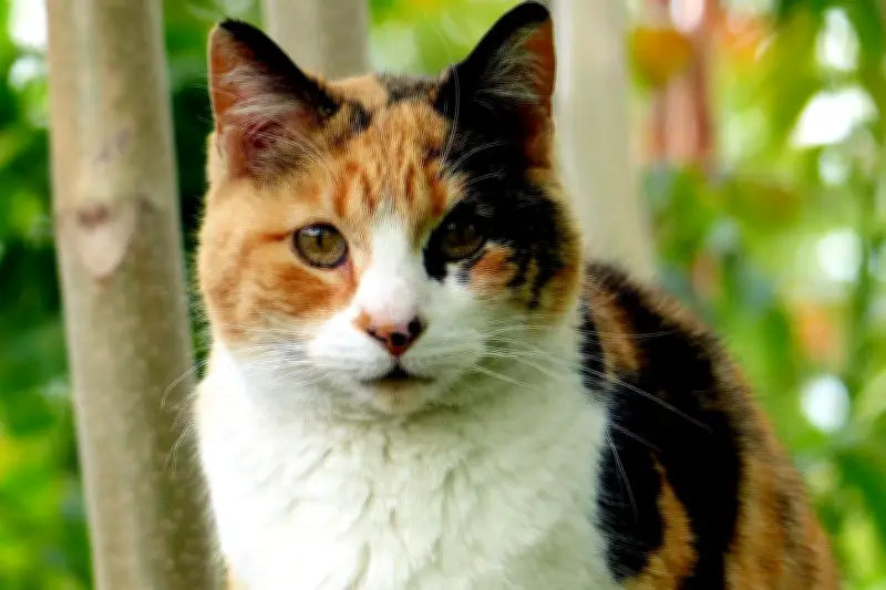 Fakta Genetika dan Kepercayaan Budaya di Balik Bulu Menawan Kucing Calico