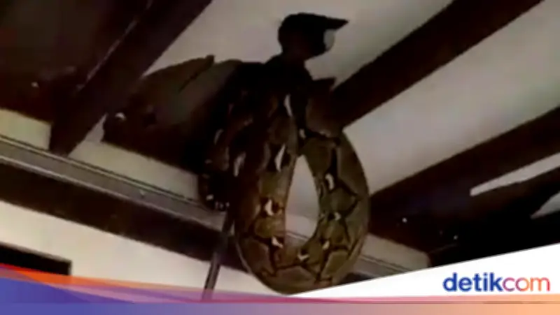 Geger! Ular Sanca 4 Meter Bersembunyi di Plafon Hingga Jebolkan Rumah di Pasar Minggu