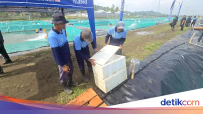 Hamas, Warga Binaan di Nusakambangan, Belajar Budidaya Ikan Sidat Sisa 7 Bulan