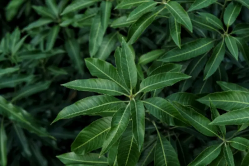 Hormon Tumbuhan: Mengenal Zat Pengatur Pertumbuhan dan Perkembangan Tanaman