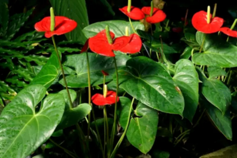 Imlek 2026: Tahun Kuda Api, Simbol Kecepatan dan Transformasi Berani