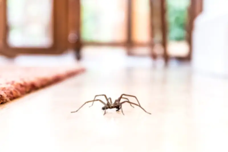 Jangan Bunuh Laba-laba di Rumah, Mereka Pengendali Hama Alami Tanpa Kimia