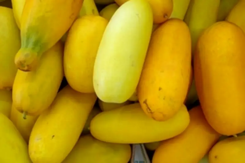 Jangan Salah Pilih, Begini Cara Memilih Timun Suri yang Manis dan Segar