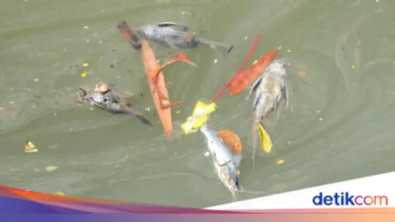 Kebakaran Gudang Pestisida Cemari Sungai Cisadane, Bakal Digugat Pemerintah