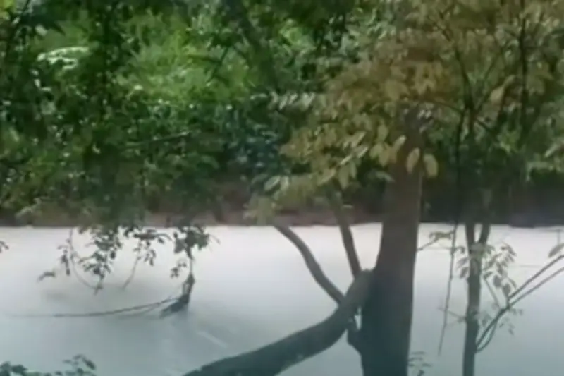 Kebakaran Gudang Pestisida di Tangsel Cemari Lingkungan, Ratusan Ikan Mati