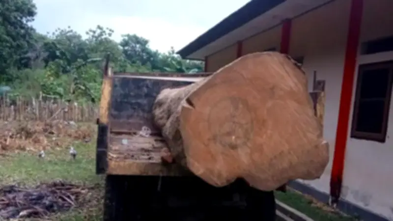 Kemenhut Tetapkan Tersangka Pembalakan Liar di Cagar Alam Napabalano, Ancaman 11 Tahun Penjara