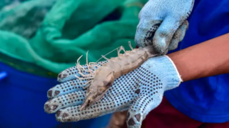 KKP Rekrut 3.000 Pekerja untuk Kembangkan Tambak Udang Terintegrasi di Sumba Timur