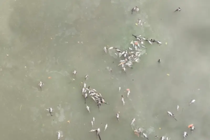 KLH Turunkan Tim Selidiki Dugaan Pencemaran Sungai Cisadane Pasca Kebakaran