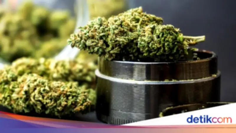 Kreator Konten di Jaksel Tanam Ganja di Rumah untuk Konsumsi Pribadi Selama Setahun