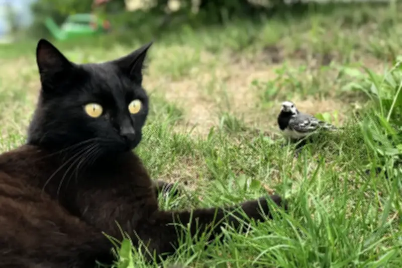 Kucing dan Burung di Satu Rumah: Mungkinkah Hidup Damai? Ini Rahasianya