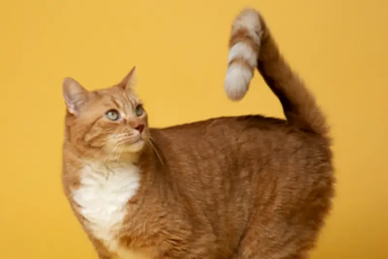 Kucing Gigit Ekor Sendiri? Waspada Tanda Masalah Kesehatan dan Stres