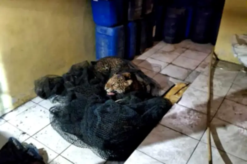 Macan Tutul Muncul di Permukiman Bandung, Dua Warga Terluka Akibat Cakaran