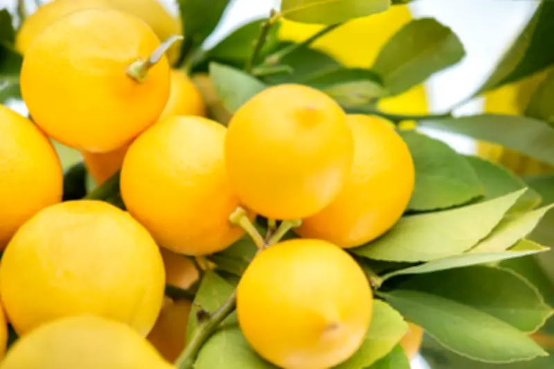 Manfaat Tersembunyi Lemon: Asam Sitrat Ampuh Bersihkan Peralatan Rumah