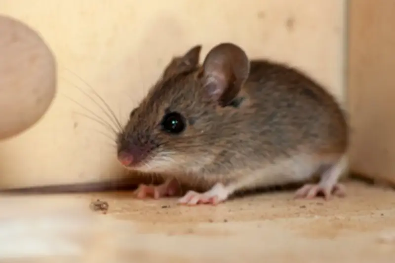 Membedakan Kotoran Kecoa dan Tikus: Panduan Lengkap untuk Identifikasi