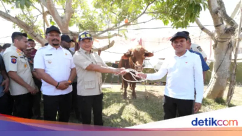 Mendagri Serahkan antuan 1.455 Sapi dari Presiden Prabowo untuk Warga Aceh