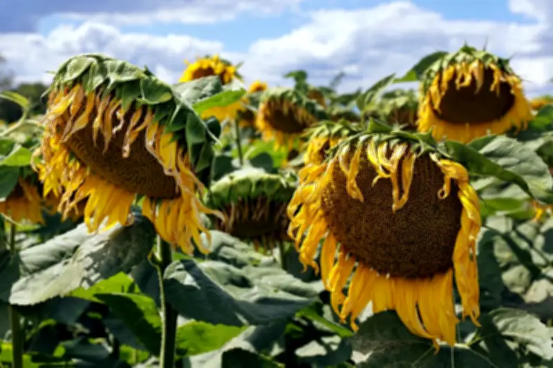 Mengapa Bunga Matahari Tiba-tiba Layu dan Menunduk? Ini Penyebabnya