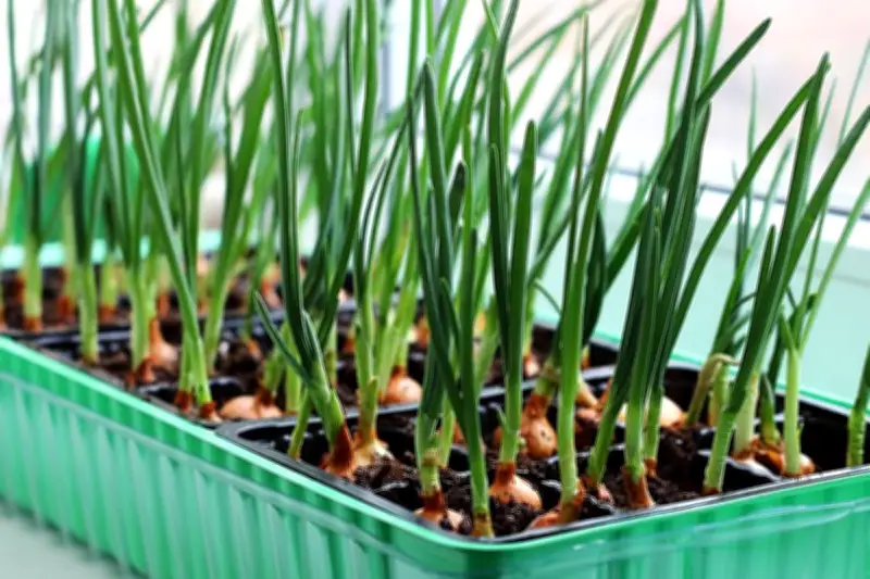 Panduan Lengkap Menanam Bawang Putih dari Satu Siung hingga Panen