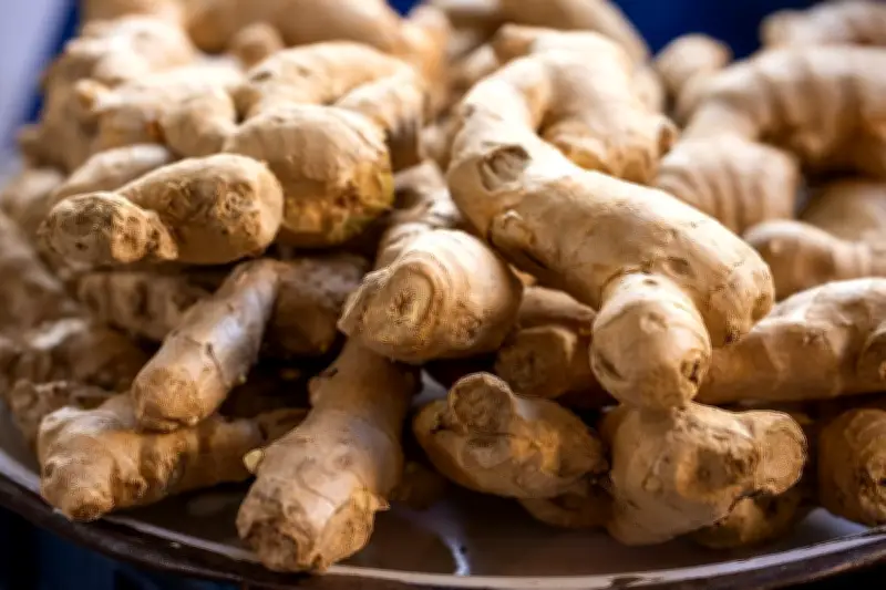 Panduan Lengkap Menanam Jahe di Rumah, Panen dalam 8-10 Bulan