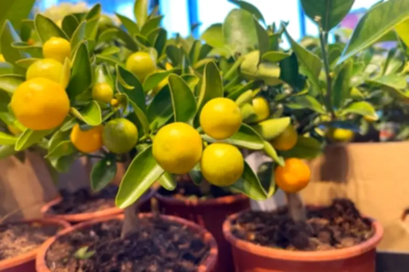 Panduan Lengkap Menanam Pohon Jeruk dalam Pot untuk Ruang Terbatas