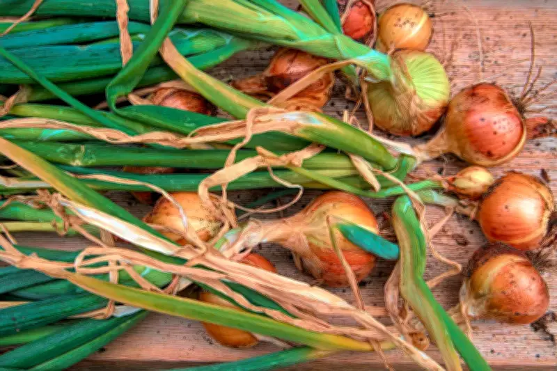 Panduan Praktis Menanam Bawang Bombai di Pot untuk Panen Cepat di Rumah