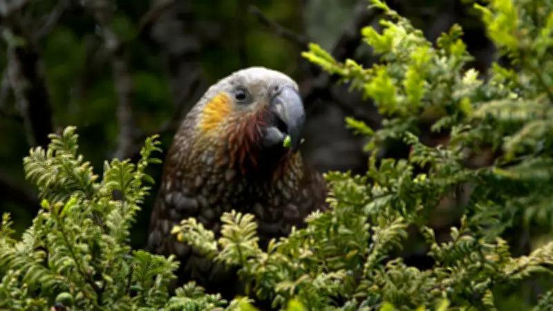 Pemerintah Siapkan Kredit Keanekaragaman Hayati untuk Perkuat Sumber Daya Alam Indonesia