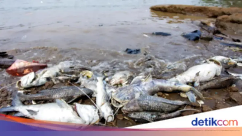 Pemilik Gudang Pestisida Janji Pulihkan Sungai Cisadane dari Cemaran Kimia Pasca Kebakaran